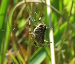 Araneus diadematus
