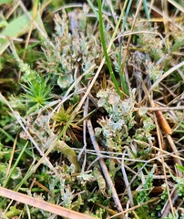 Cladonia crispata