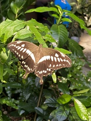 Papilio constantinus