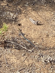 Aspidoscelis hyperythrus