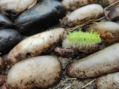 Quasithosea obliquistriga