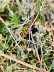 Cladonia crispata