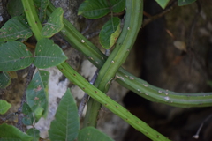 Selenicereus spinulosus