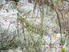 Liatris microcephala