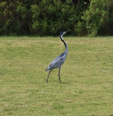 Ardea melanocephala