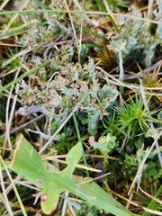 Cladonia crispata