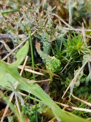 Cladonia crispata