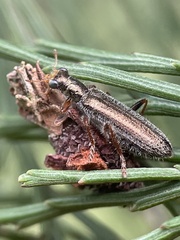 Lemidia subaenea