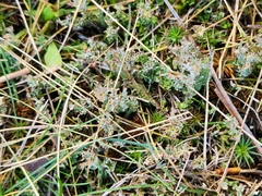 Cladonia crispata