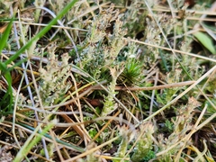 Cladonia crispata