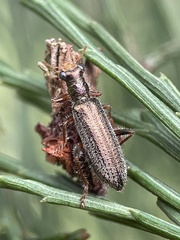Lemidia subaenea