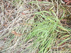 Liatris microcephala