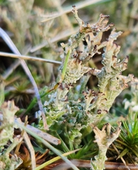 Cladonia crispata