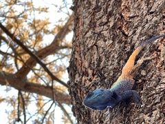 Acanthocercus atricollis