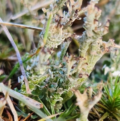 Cladonia crispata