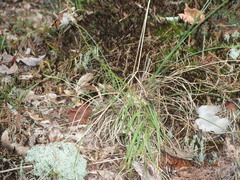 Liatris microcephala