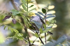 Setophaga occidentalis