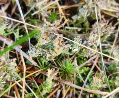 Cladonia crispata