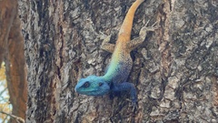 Acanthocercus atricollis