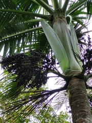 Clinostigma samoense