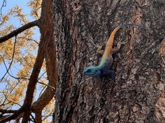 Acanthocercus atricollis