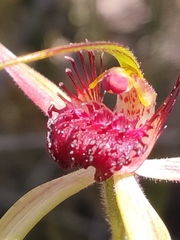 Caladenia paludosa