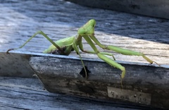 Stagmomantis floridensis
