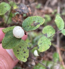 Symphoricarpos mollis