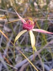 Caladenia paludosa