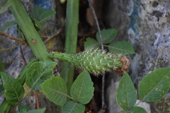 Selenicereus spinulosus