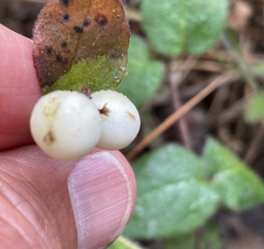Symphoricarpos mollis