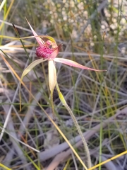 Caladenia paludosa