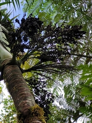 Clinostigma samoense