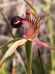 Caladenia paludosa
