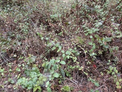 Symphoricarpos mollis