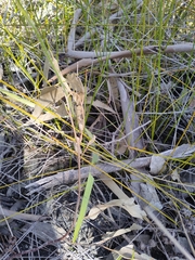 Caladenia paludosa