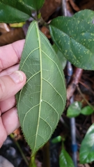 Ficus aurata