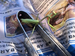 Stagmomantis floridensis