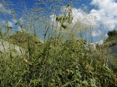 Poa palustris