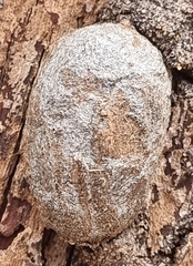 Opodiphthera eucalypti