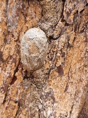 Opodiphthera eucalypti