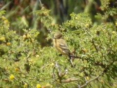 Empidonax fulvifrons