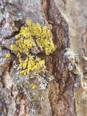 Xanthomendoza ulophyllodes