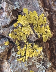 Xanthomendoza ulophyllodes