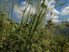 Poa palustris
