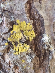 Xanthomendoza ulophyllodes
