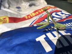 Stagmomantis floridensis