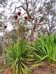 Doryanthes excelsa
