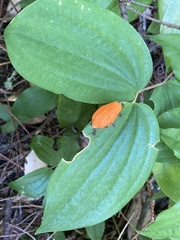 Prosartes smithii