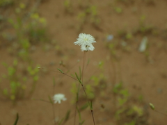 Podolepis capillaris